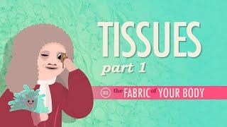 Tissues Part 1 Crash Course Anatomy & Physiology #2