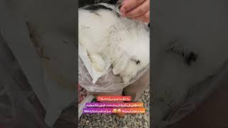 خرگوش لوپ رو چطور تمیز کنیم؟ 🫣#shortvideos