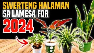 ITO PALA ANG SWERTENG HALAMAN SA LAMESA  LUCKY CENTERPIECE PLANTS 2024