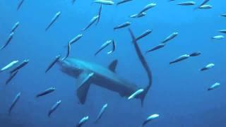HUNTING TRESHER SHARK KILLS PREY Jagender Fuchshai