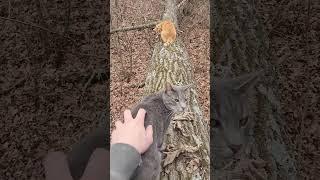 Hanging on Fallen Tree With My Cats