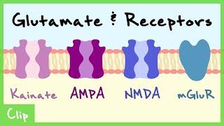 Glutamate Transmitter System Explained NMDA AMPA Kainate mGluR  Clip