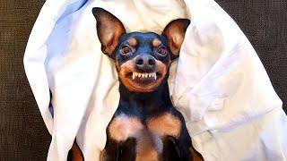 Miniature Pinscher  King of the Small Dogs  1 Minute Animals