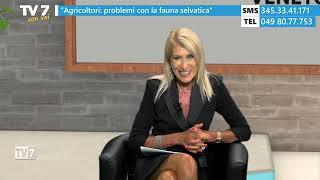 Tv7 con Voi 9924 - Agricoltori problemi con la fauna selvatica 2 di 2