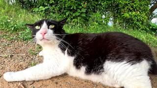 A cautious tuxedo cat timidly interacts with humans