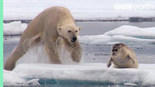 Hungry Polar Bear Ambushes Seal  The Hunt  BBC Earth