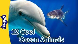 Meet 12 Cool Ocean Animals  Clown Fish Sea Horse Manta Ray Bottlenose Dolphin and More