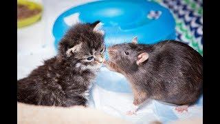 Brooklyn Cat Cafe Employs Rats To Care For Kittens  CUTE AS FLUFF
