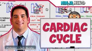 Cardiovascular  Cardiac Cycle