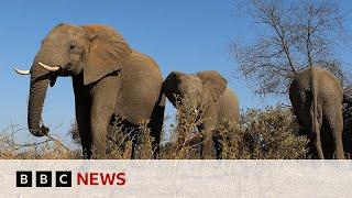 Botswana threatens to send 20000 elephants to Germany  BBC News