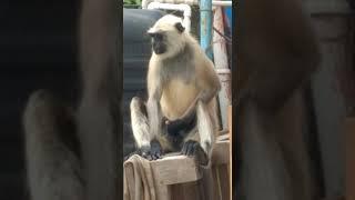 Indian monkey masturbate 
