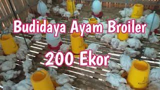 Budidaya Ayam Broiler  Ayam Potong 200 Ekor