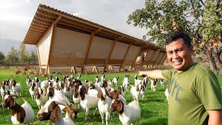 Free-range Farming Millions of Profit How to become successful in raising Goats Chickens & Ducks