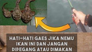 Jenis Ikan Beracun Kerapu Katak atau Ikan Kerapu Batu