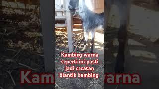 kambing hitam jadi cacatan pedagang kambing #kambingciri #kambinghitam #domba #terbaru #shortvideo