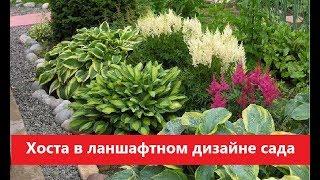 ХОСТА в ландшафтном дизайне садаОЧЕНЬ много фото ХОСТЫ  от наших подписчиков