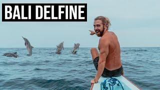 DELFINE AUF BALI - Traum oder Albtraum? l Lovina Delfin Tour in 2022