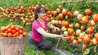 Harvesting Tomato Goes To Market Sel - Ly Tieu Toan Harvest  Phương Free Bushcraft