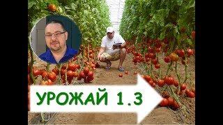 Как вырастить томаты  помидоры в теплице? Выращивание томатов в теплицах продлённый оборот