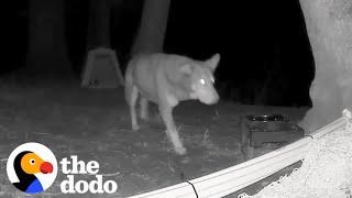 Wildlife Cam Shows Stray Dog Fighting Off Coyotes  The Dodo