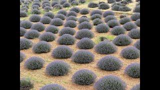 En Güzel Lavanta Tarlaları Best Lavender Fields