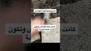 سيرو نورافيت لزيادة الوزن  #سيرو فاتح شهية