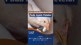 BELUM ADA OBATNYA BEGINI CARA SEMBUHKAN BRONCHITIS PADA AYAM