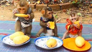 Most Three Obedient Babe Sit In Line Contented Eat Their Mango Three BB Very Enjoy Eat Their Fruit