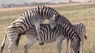 Sudah Pernah Lihat Zebra Kawin ??