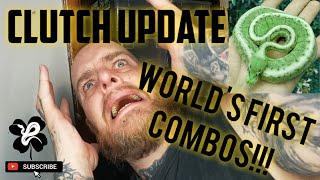 CLUTCH UPDATE Worlds First Ball Python Combos