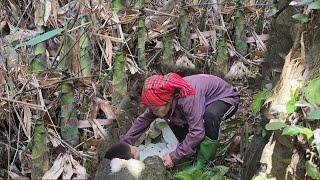 Single mother went to the mountain to get bamboo shoots and help a boy in distress