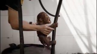 Nursed Back to Health  Orangutan Diary  BBC Earth