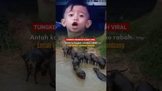 VIRAL TUNGKEK MAMBAOK RABAH BOCIL #tungkekmambaokrabah #laguminang