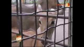 RIP Sapi Pakistan Dan Baboon Mati Di KBS Zoo of Death