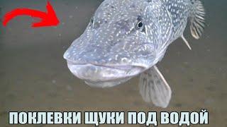 Посмотри КАК КЛЮЁТ ГИГАНТСКАЯ ЩУКА под водой? Атаки щук. Зимняя рыбалка 2023. Подводная съёмка