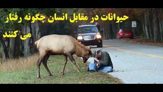 کلیپ های جالب و دیدنی از رفتار حیوانات در رابطه با انسان هامستندحیواناتشکارحیات وحشراز بقا