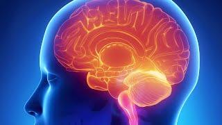 Human Physiology - Overview of the Hormonal Changes Throughout the Menstrual Cycle