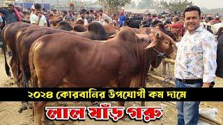 2024 কোরবানির উপযোগী গরু গুলো বেশ কম দামেচান্দাইকোনা হার্ট সিরাজগঞ্জ cow price in Bangladesh