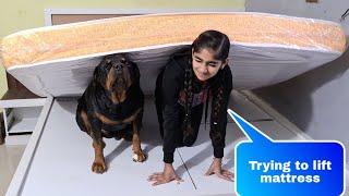 Anshu and jerry trying to lift mattresscute dog videos