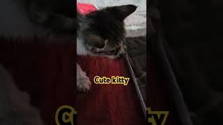 cute kitty  #trending #cuteanimal #catlover #cutecat #cat #viral