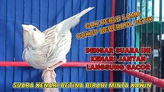 KENARI BETINA BIRAHI MEMANGGIL JANTAN - kenari apa saja langsung nyaut dan gacor