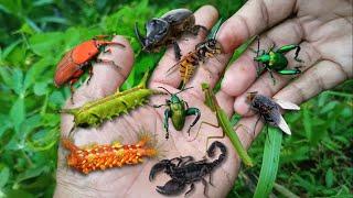 catching incredibly beautiful insects‼️hunting sago beetles colorful caterpillars frog leg beetles