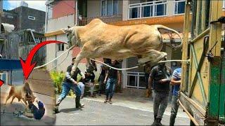 Biggest cows unloading of Asif bhai Zakria Street 2024 #cowunloading #angrycowvideo