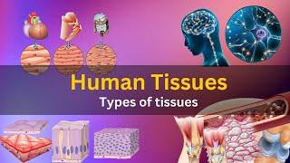 what are tissues in human body what are tissues made of what are tissues class 9 Human tissues