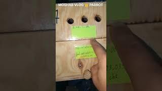 فتح اعشاش ببغاء كونيور عدد الفراخ لموجودين #moshab_vlog #سوق_قريعة_للطيور #المغرب #سوق_فلوجة_كسبرطة