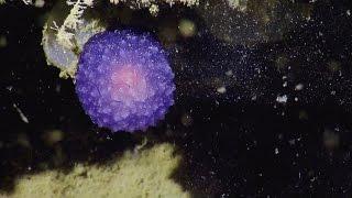 Mysterious Purple Orb  Nautilus Live