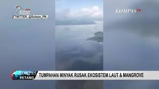 Tumpahan Minyak di Balikpapan Rusak Ekosistem