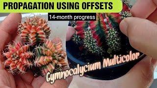 Gymnocalycium Multicolor Offset Propagation