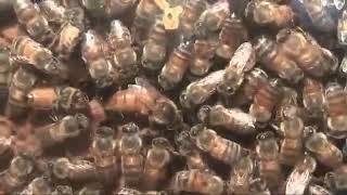 Пчелиная матка царица улья матка откладывает яйца Queen Bee Laying Eggs какую породу пчел выбрать