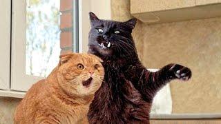 Cats funniest creatures in animal kingdom - Funny cat compilation